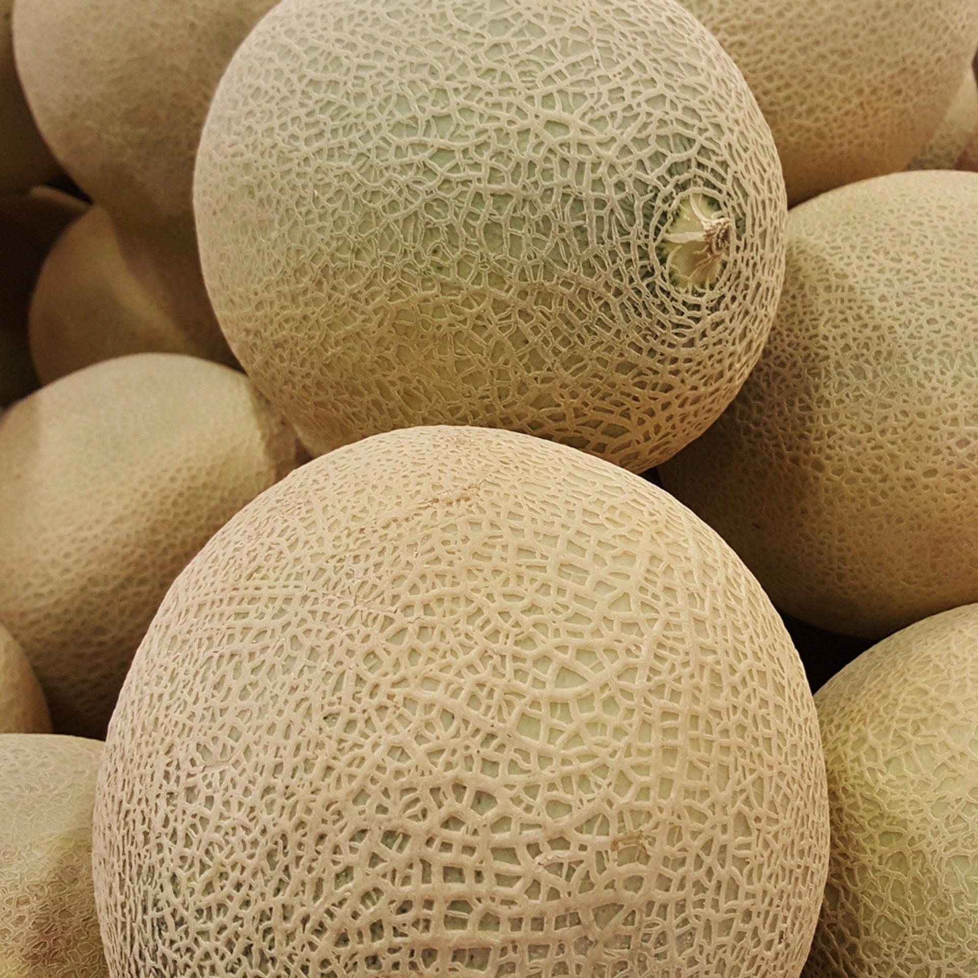 Honeydew Melon, 1 ct.